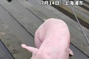 钓鱼时钓上一头活猪 网友：果然除了鱼啥都能钓